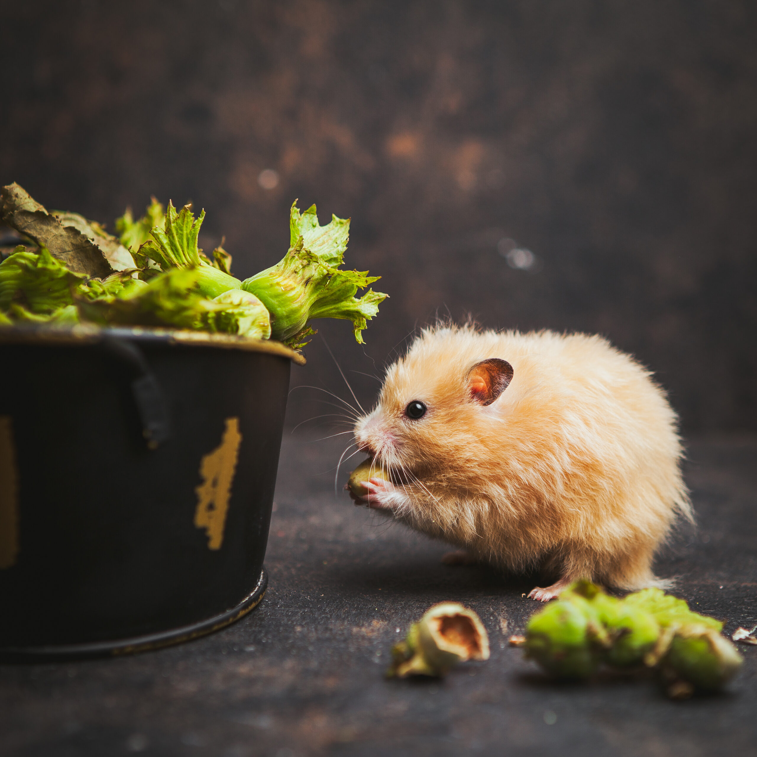 Piccoli animali che ci fanno compagnia